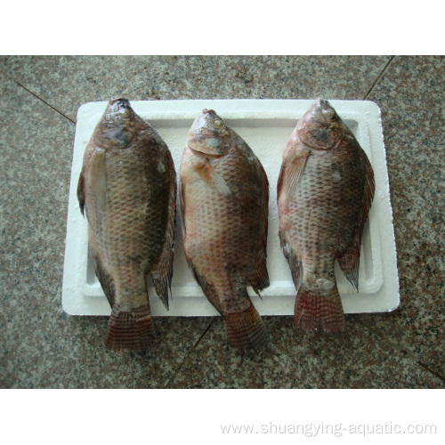 Frozen Tilapia Fish Oreochromis Niloticus Gutted Scaled